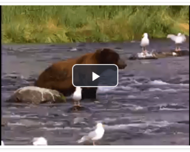 Video Play Component – v-playback Video Play Component – v-playback